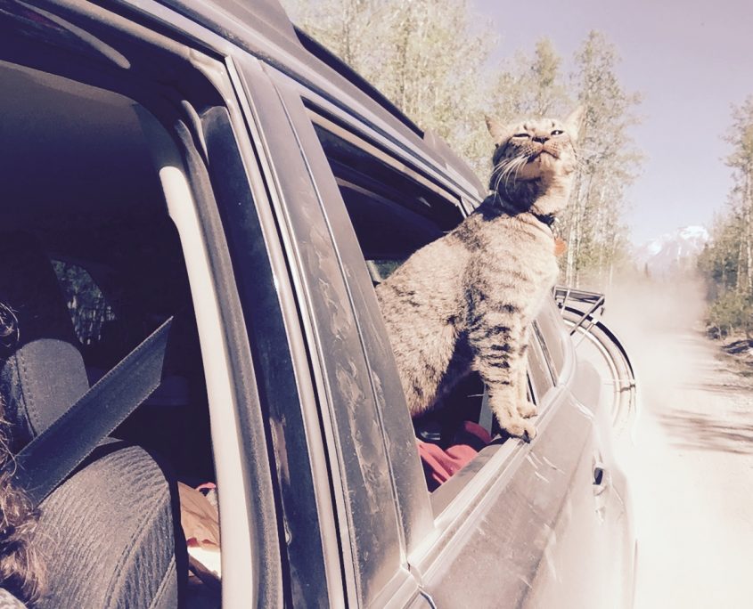 authentic self in the workplace